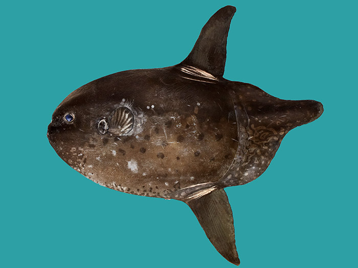 Image of a whole sunfish specimen