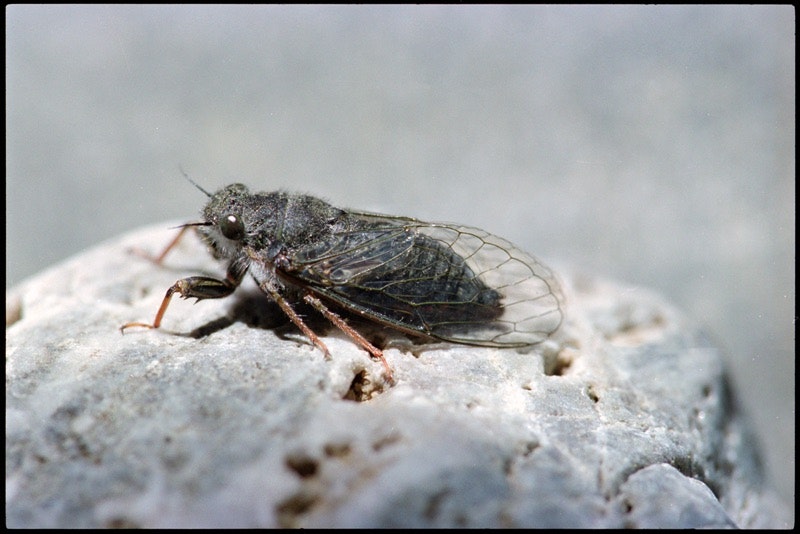 Cicada sitting on a branch.