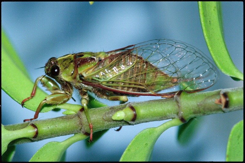 That Pink cicada has a green body with brown marks on its back, it sits on a green stalk in front of a blurred blue background. The closed and transparent wings have a brown and green frame and extend behind the body.