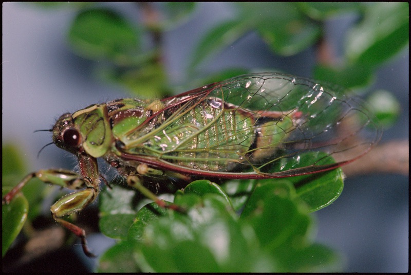 This Subalpine green cicada has a yellow stripe on its head and rests on a green cloverleaf in front of a blurred background with other clover leaves. The wings are see-through and the frame has a brown and green colour.