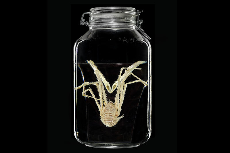 A pale white lobster folded up in a jar of liquiid. It is in front of a dark background.
