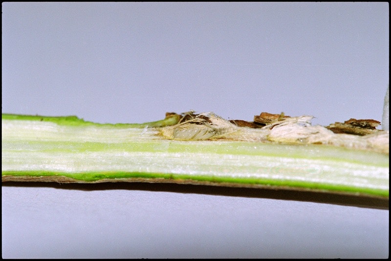 This close-up portrays a branch side-ways which was pruned by a cicada to lay eggs in there. The twig is light green, has many grooves and is in front of a grey background.