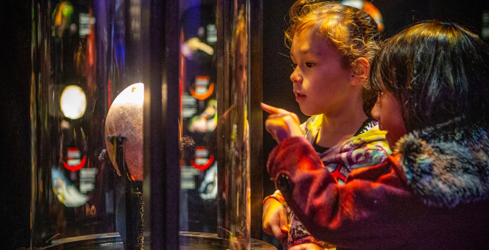 Children look at moa egg