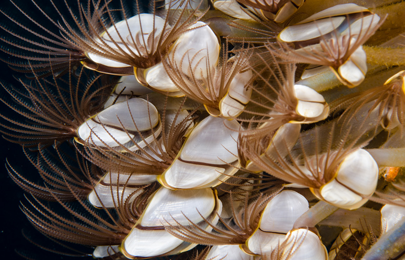 barnacles with fringes fanning out of each one.