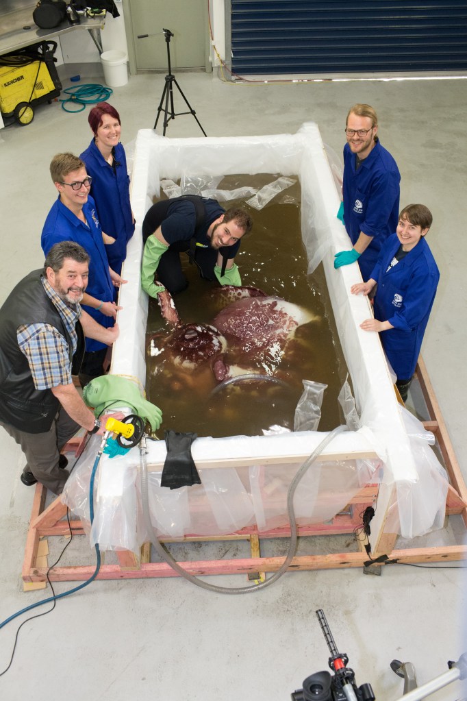 Squid tank from above with scientists standing around it, with one inside holding the squid