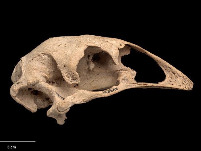 Eastern Moa, Emeus crassus, collected Pyramid Valley, New Zealand. CC BY-NC-ND licence. Te Papa (S.000470)