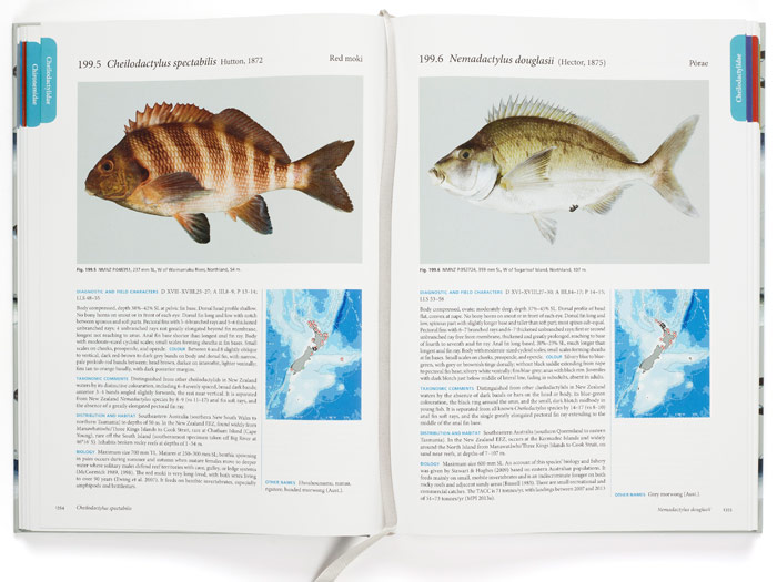 Internal pages, photograph by Michael Hall. From The Fishes of New Zealand, edited by Clive Roberts, Andrew Stewart, and Carl Struthers, 2015