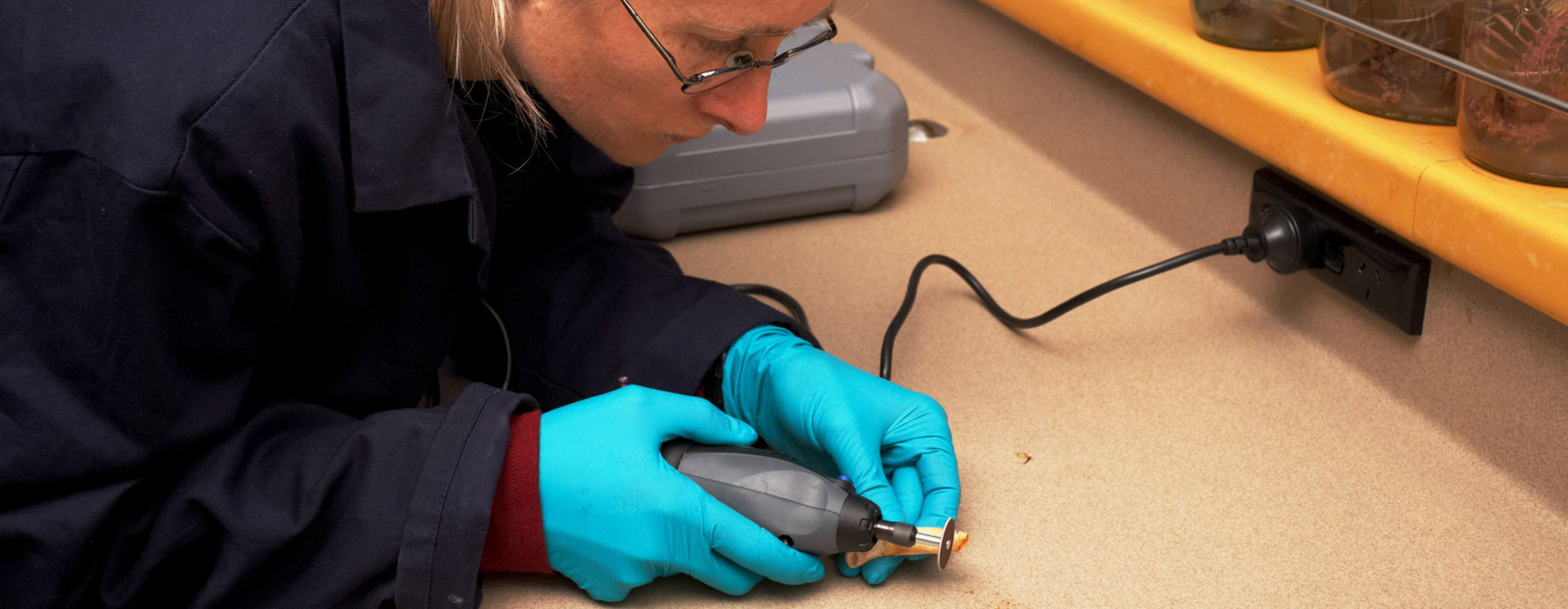 Lara Shepherd extracting Phar Lap's DNA, 2014. Photograph by Jean-Claude Stahl. Te Papa