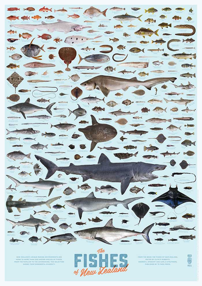 Fishes of New Zealand poster