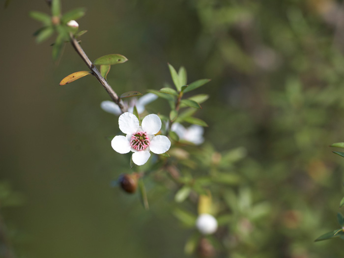 Manuka, Leptospermum scoparium J.R.Forst. & G.Forst., collected 02 Apr 2009, southern Wairarapa, New Zealand. CC BY-NC-NDCC licence. Te Papa (SP087325)