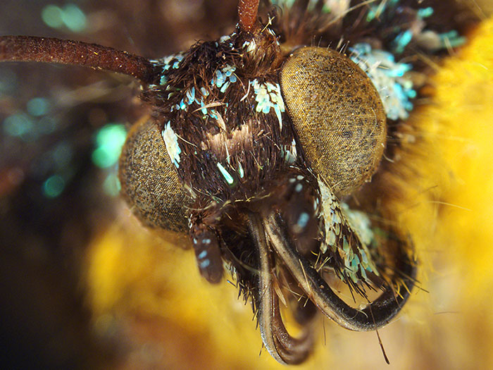 Close-up of a sunset moth, 2016. Te Papa