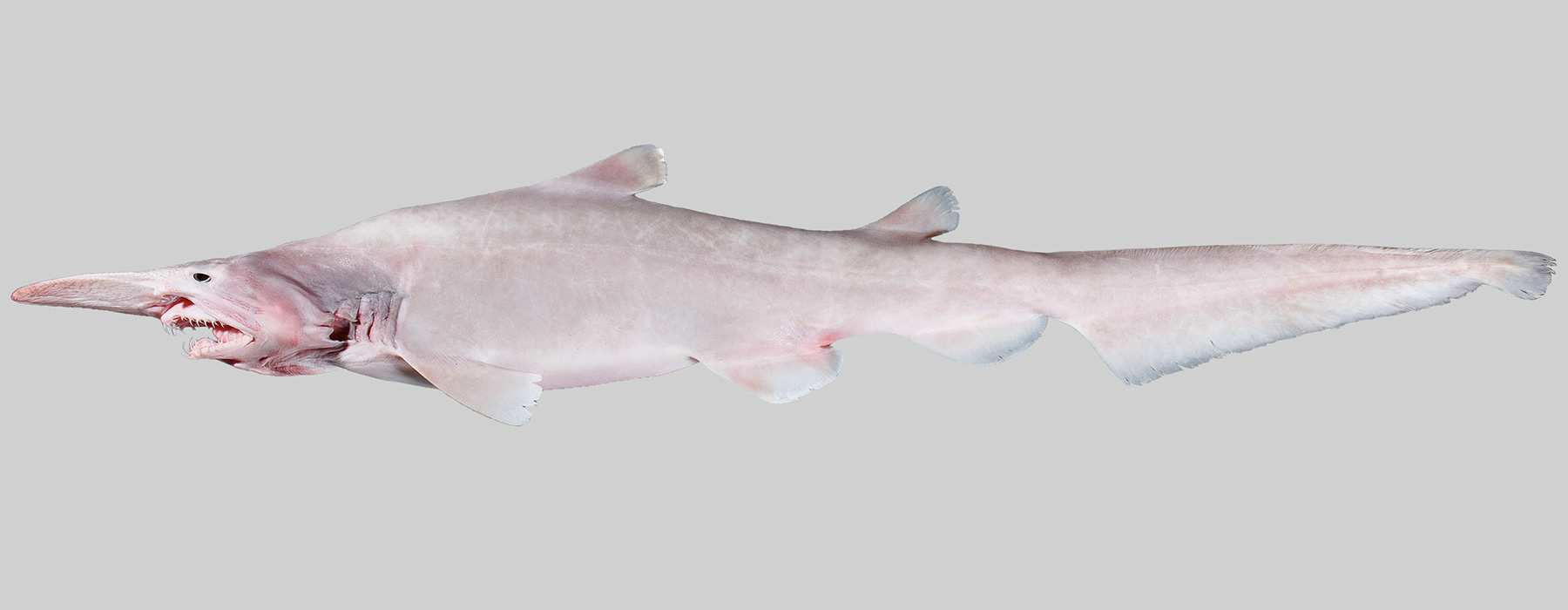 A shark that looks like a Goblin