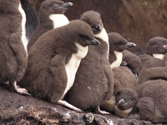 Snares crested penguin chicks
