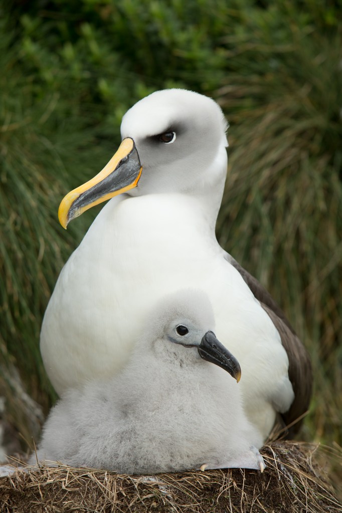 Adult albatross with chick
