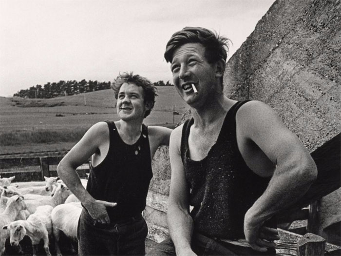 Two sheep shearers