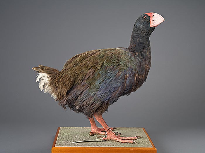 Mounted takahē