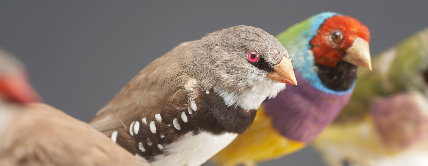 Taxidermy birds on a perch