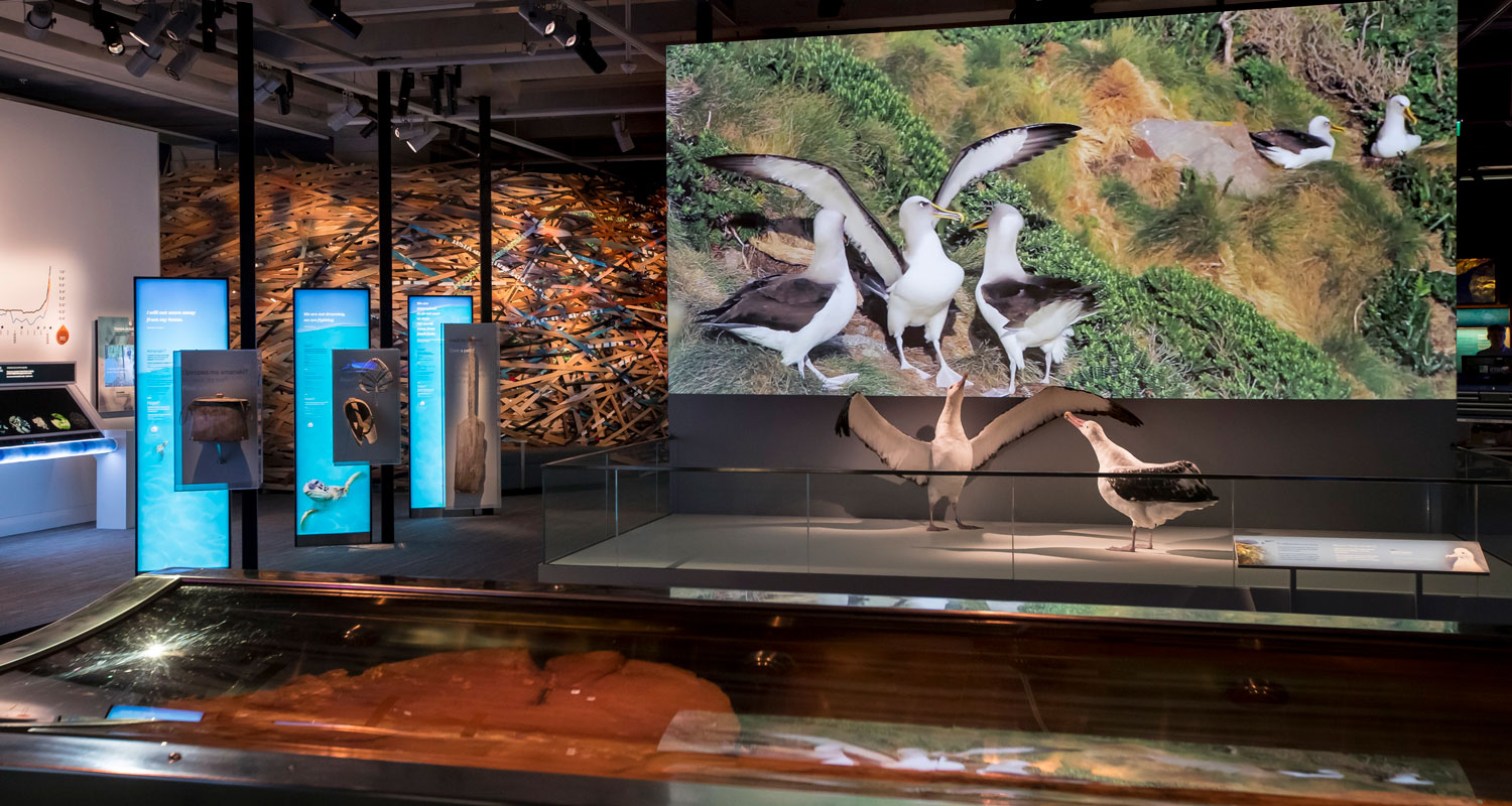 Taxidermy albatross on display