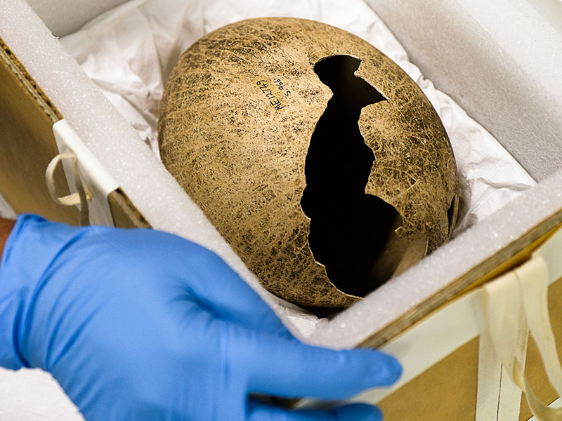 moa-egg-800x600.jpg