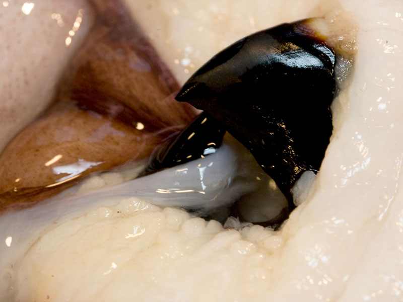 The beak of a colossal squid