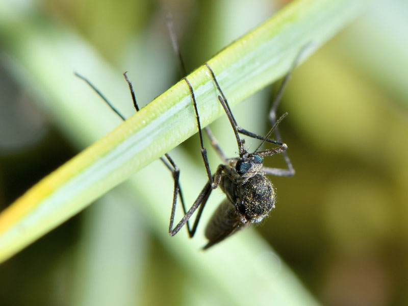 Mosquito on a piece of grass