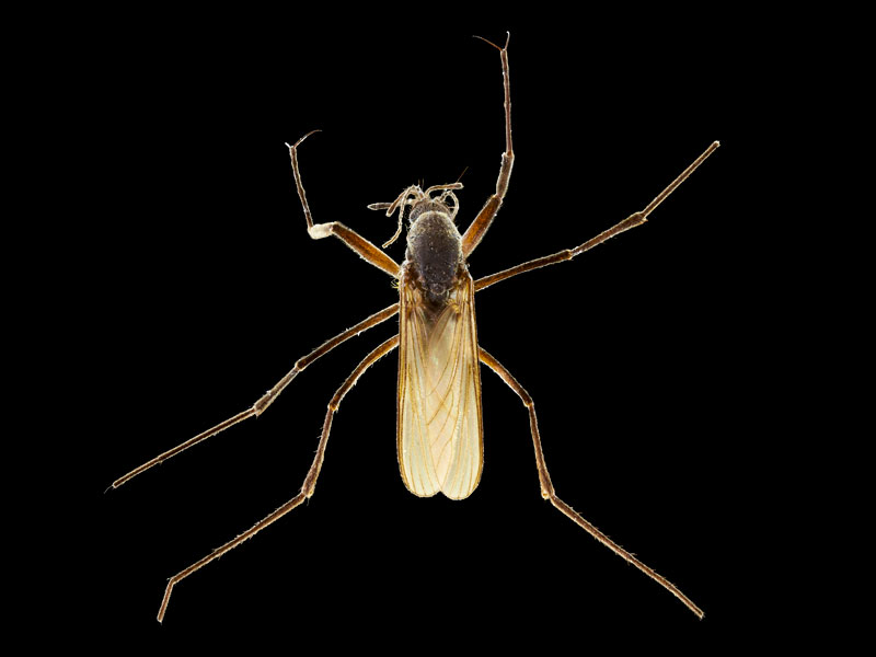 Photograph of a mosquito