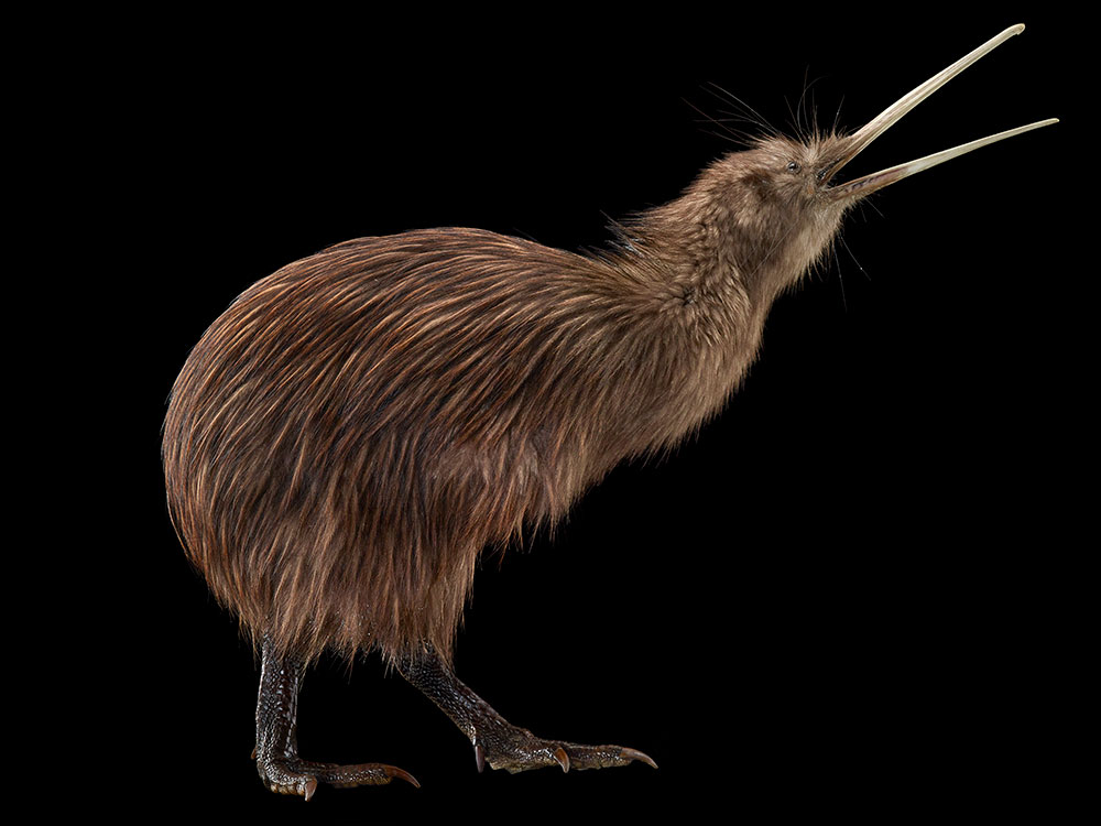 Round brown taxidermied bird with open beak in the air on a black background