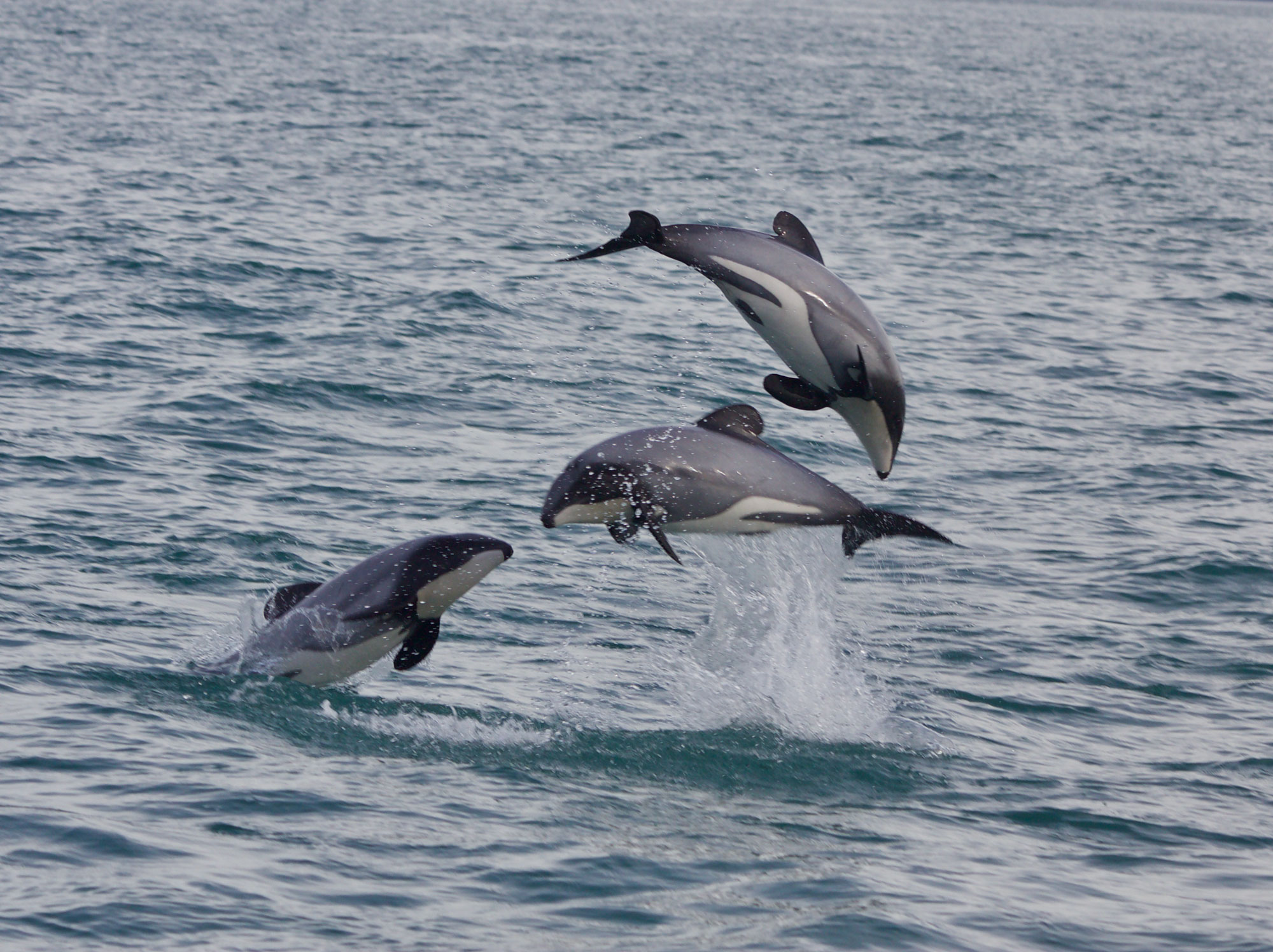 Three dolphins playing in the sea