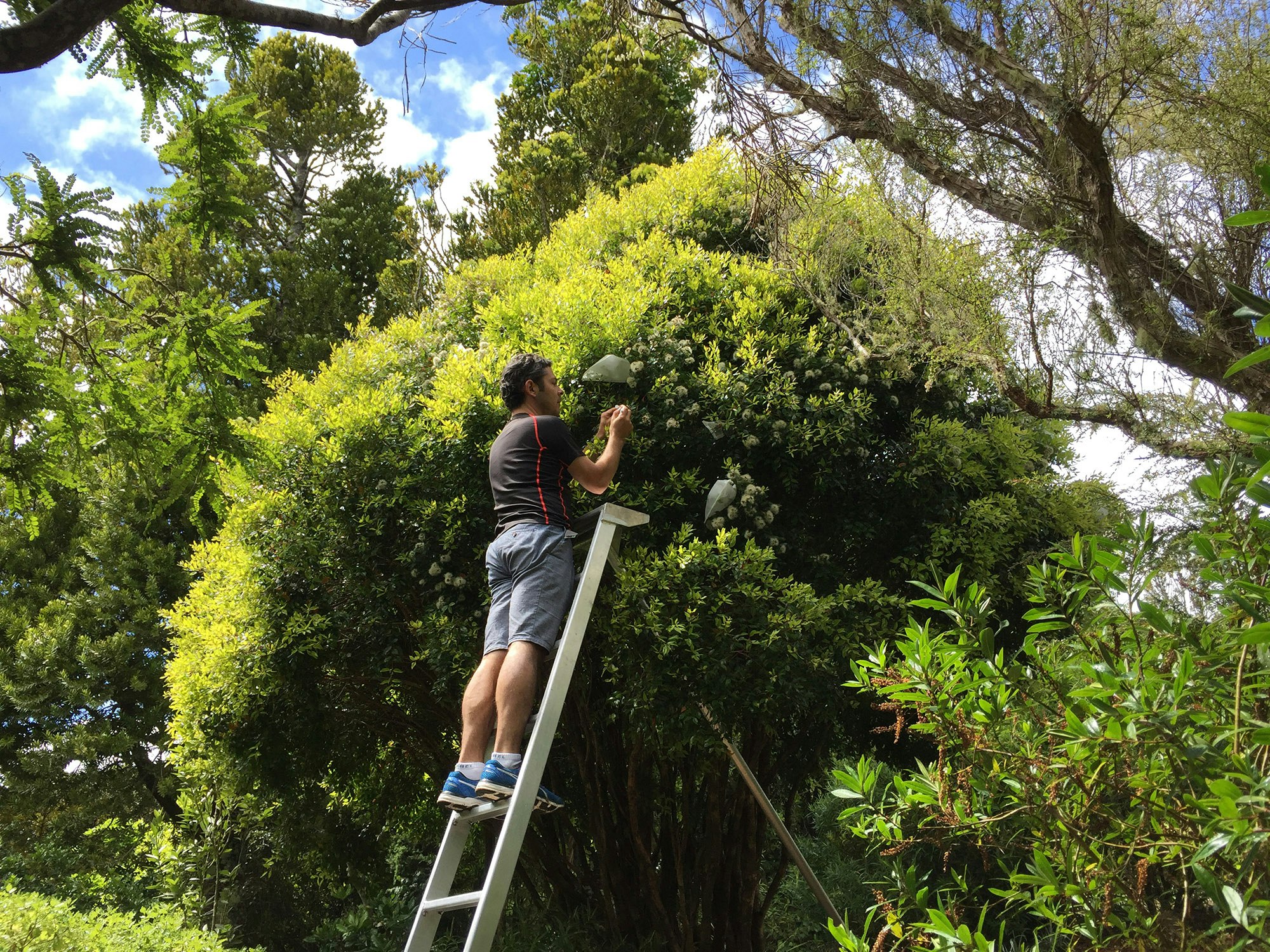 A man up a ladder picking something of a bushy tree