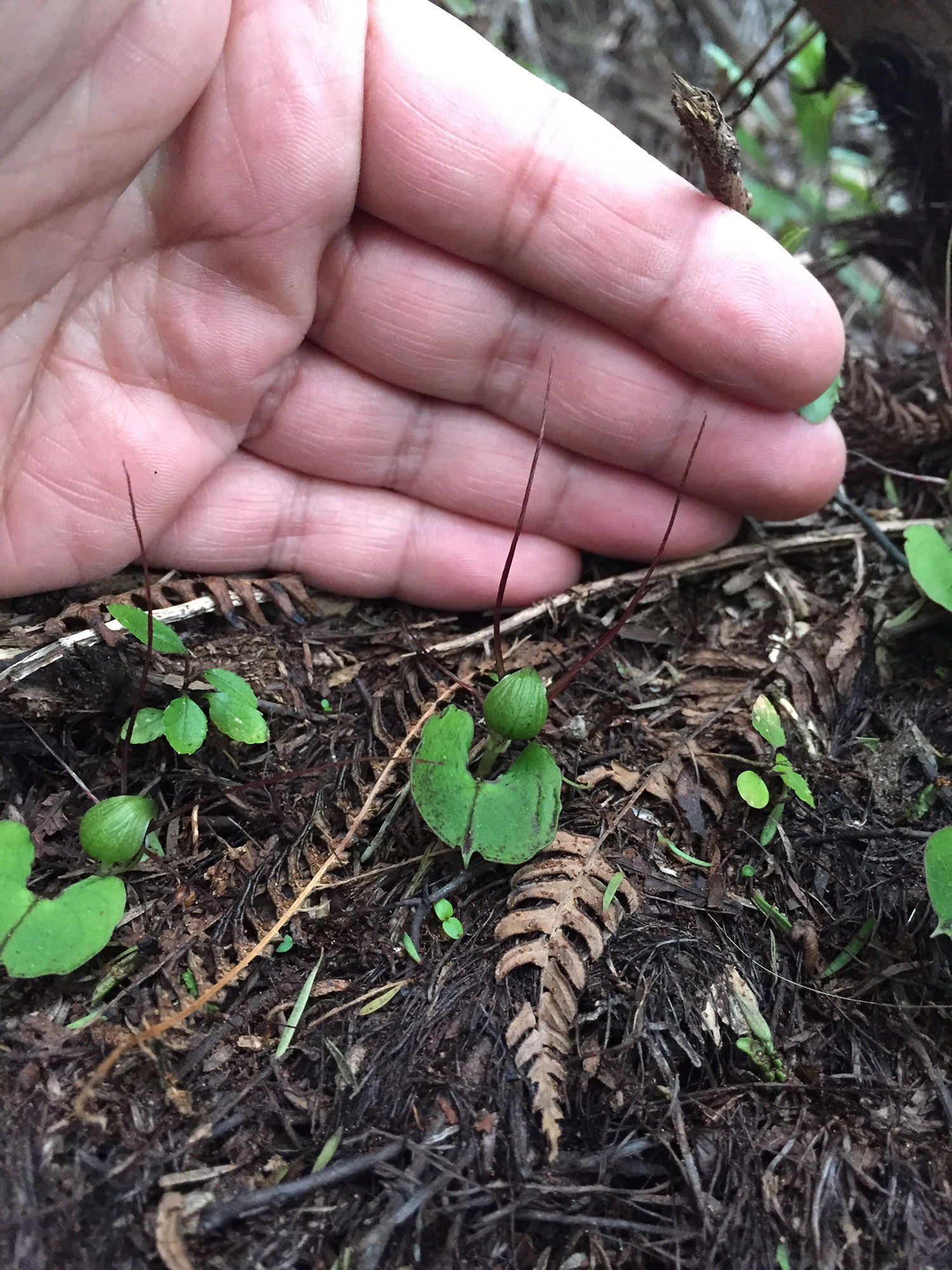 A closeup of small plants with a hand in the background for contrast