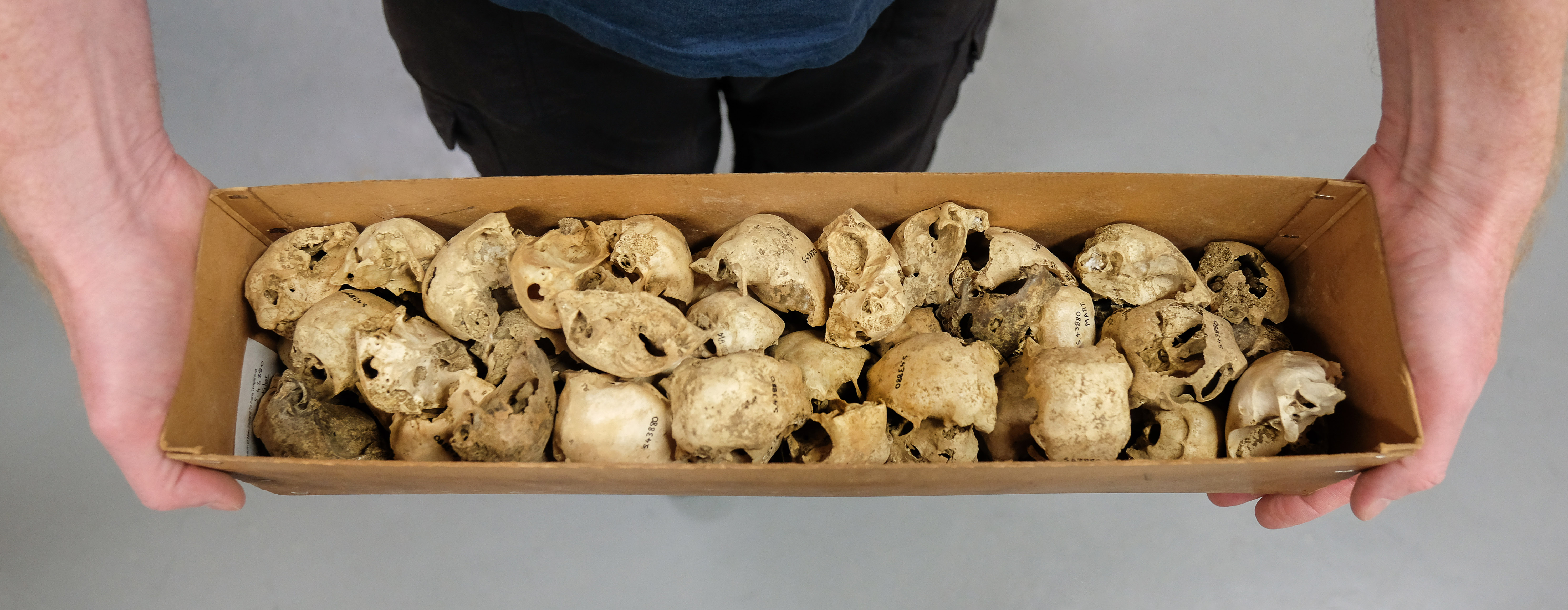 Two hands holding a box of moa skulls
