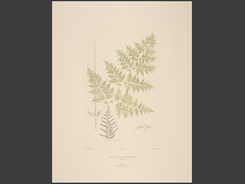 pteridium_esculentum_g._forster_cockayne_plate_568.jpg