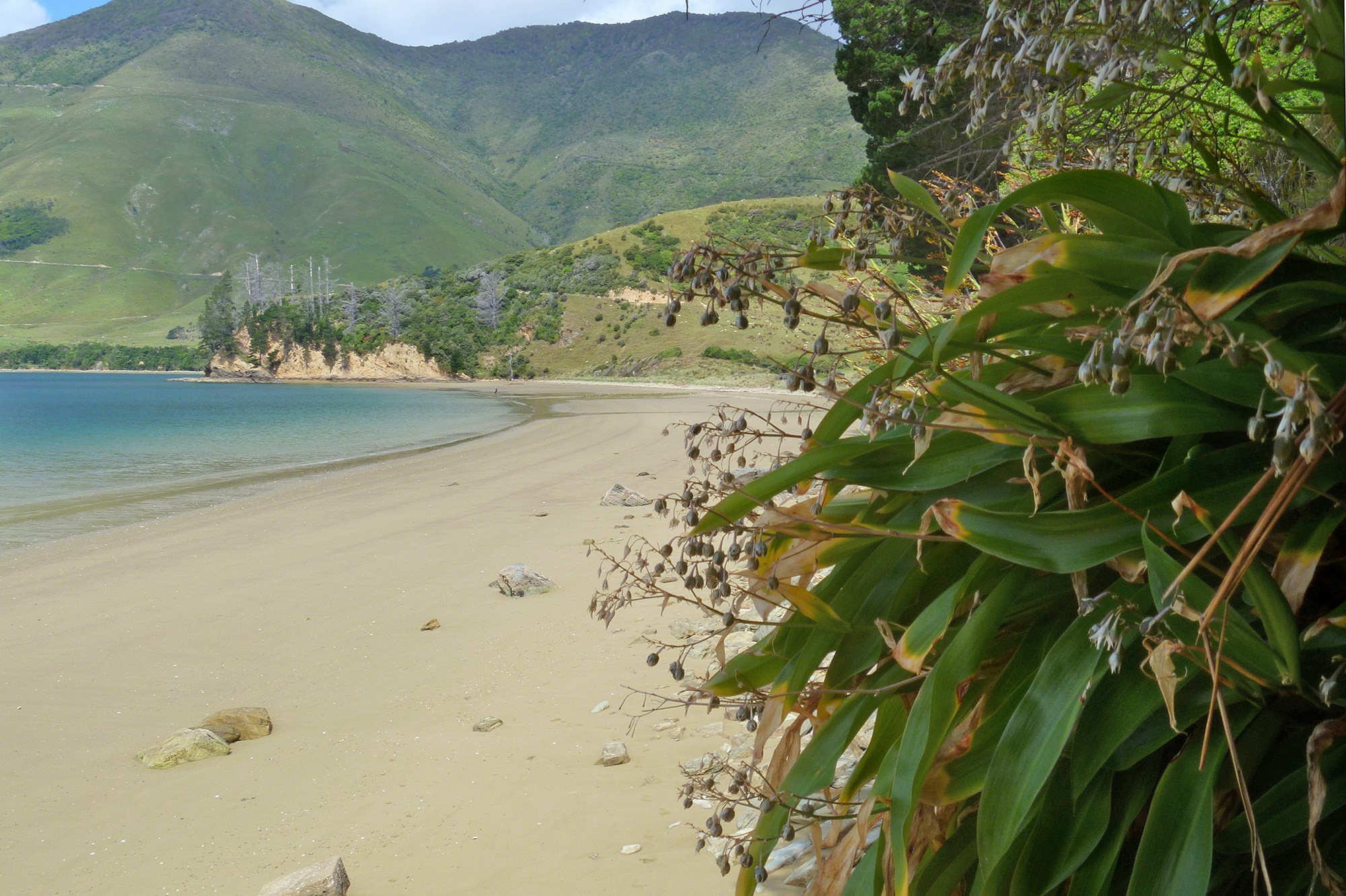 A beach with a flowering plant in the foreground