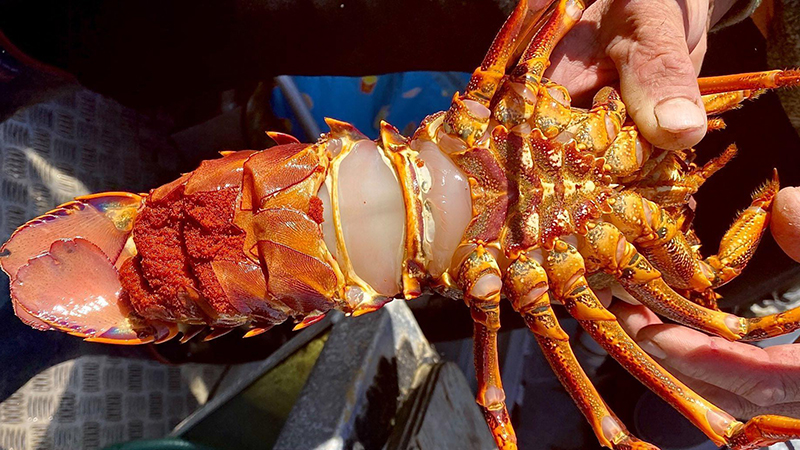 An upside-down crayfish showing a lot of small red berries near it's tail. There is a hand holding one end of it.