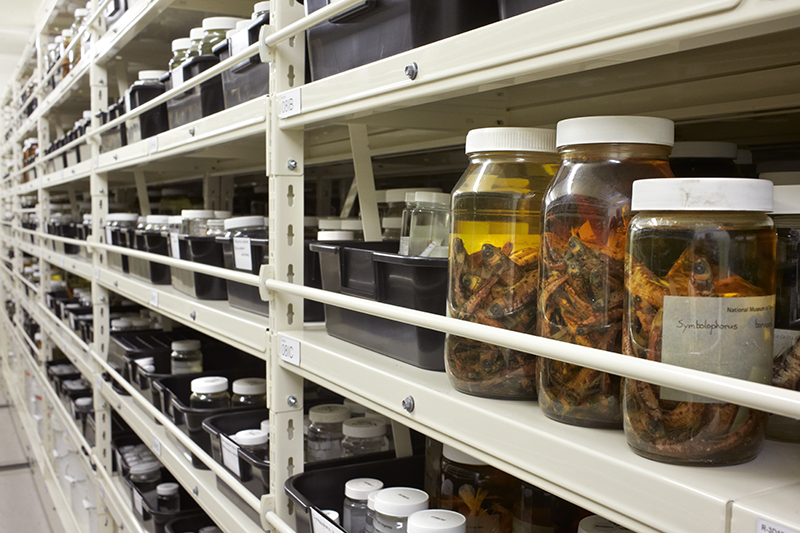 Jars of fish on a long shelf with hundreds of fish in jars