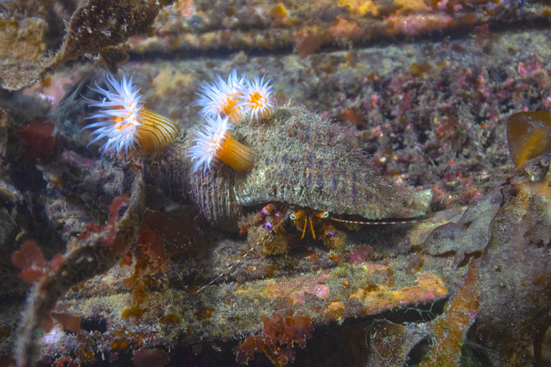 Hermit crab with white stripe anemones on its shell under water.