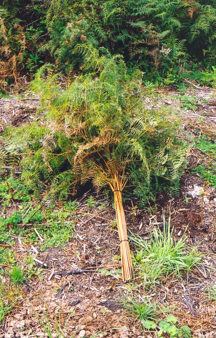 A bunch of fern fronds gathered together on a beach.