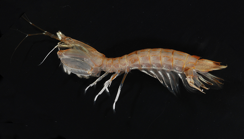 Shrimp on black background