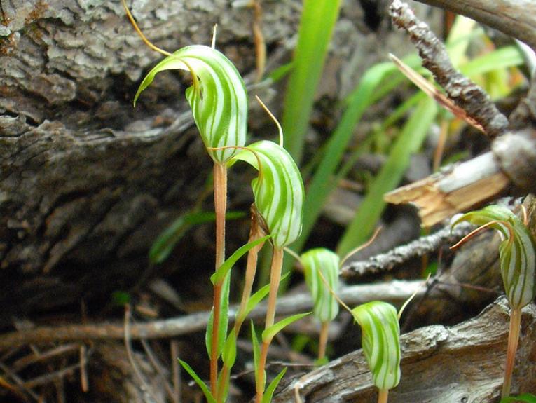 Four small green flowers at the base of a tree.