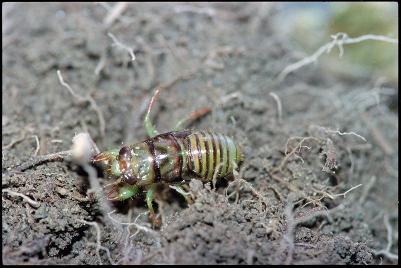A small cicada sits on a piece of dirt which is in the center of the picture. Its tiny body has a green color with brown spots on its back.